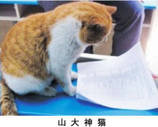 ɽ����ѧ��è