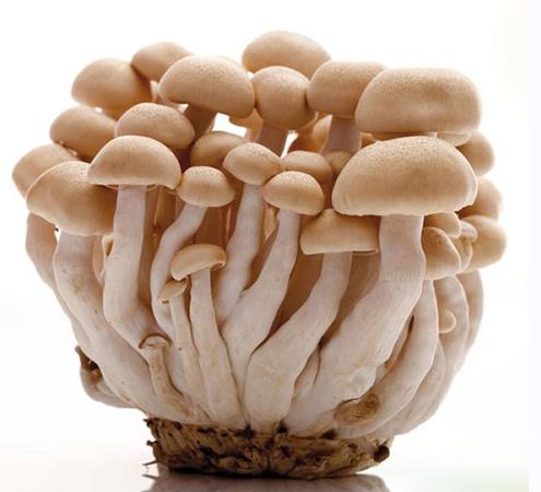 蘑菇 蘑菇